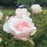 flower rabbitのプロフィール画像