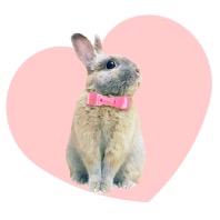 pinknutteのアイコン画像