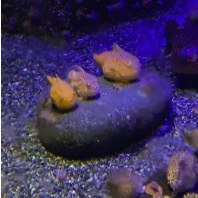 OPANAのプロフィール画像